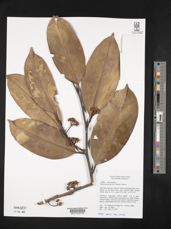 Stemonurus ammui image