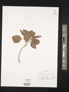 Achyrospermum densiflorum image