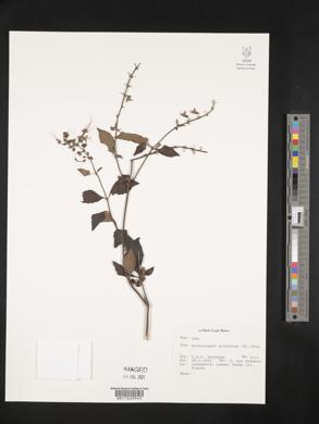 Clerodendranthus spicatus image