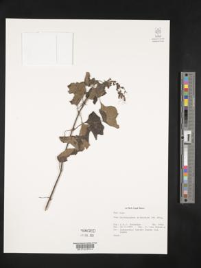 Clerodendranthus spicatus image