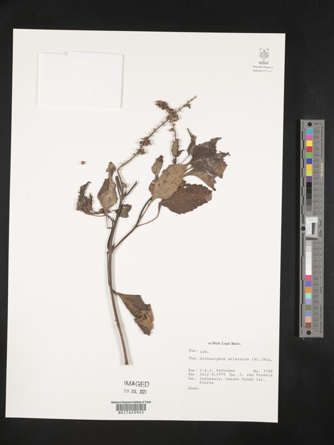 Clerodendranthus spicatus image