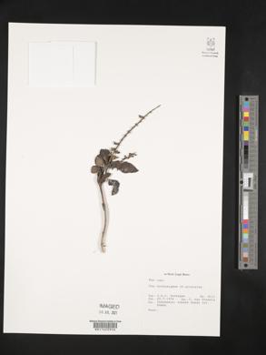 Clerodendranthus spicatus image
