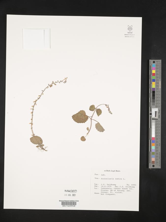 Scutellaria indica image