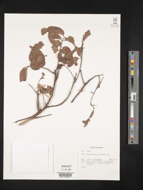 Engelhardia spicata image