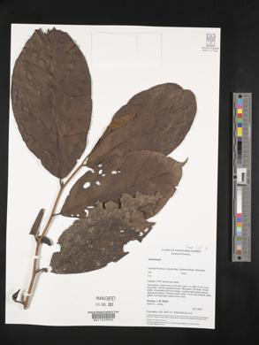 Image Associated With the Occurence