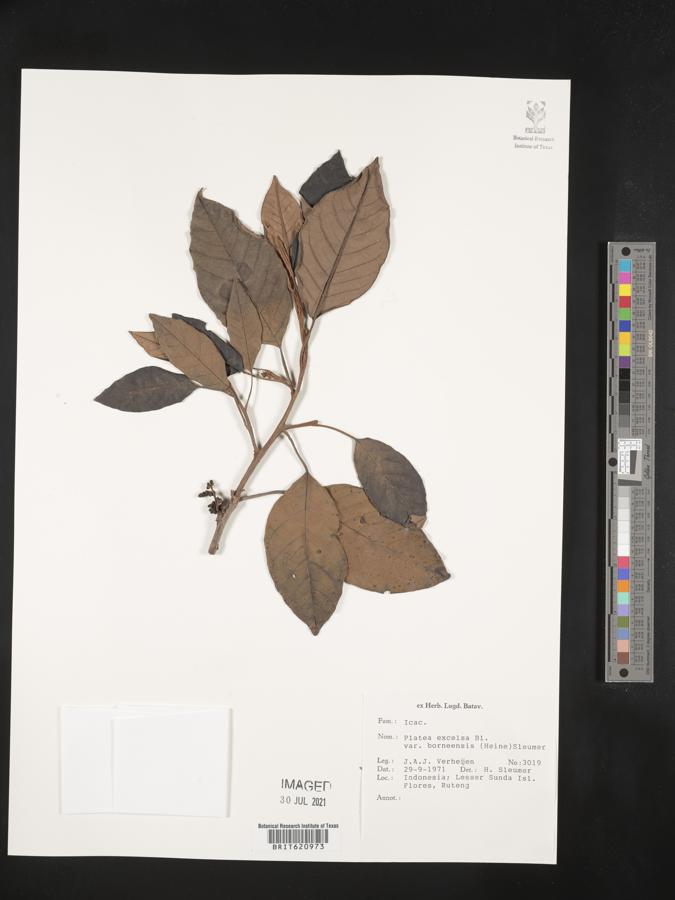 Platea excelsa var. borneensis image