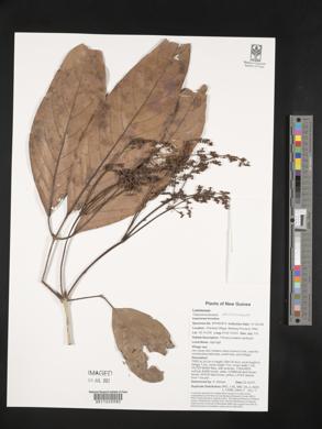 Teijsmanniodendron ahernianum image