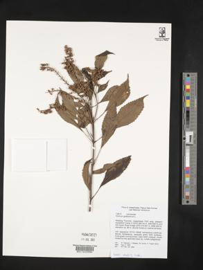 Ocimum gratissimum image