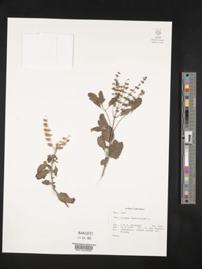 Ocimum tenuiflorum image