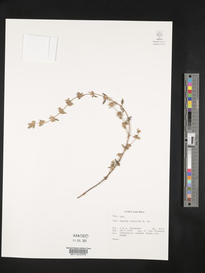 Leucas decemdentata var. decemdentata image