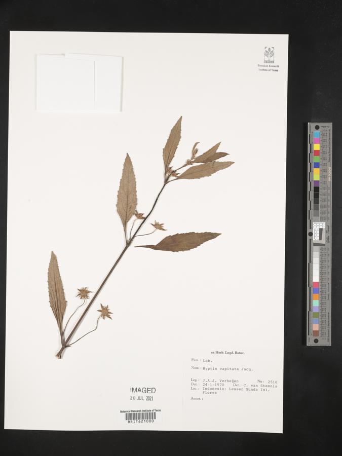 Hyptis capitata image