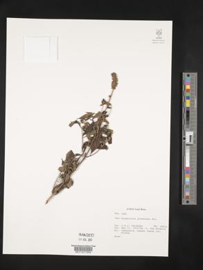 Elsholtzia pubescens image