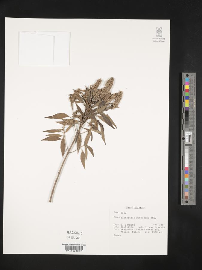 Elsholtzia pubescens image