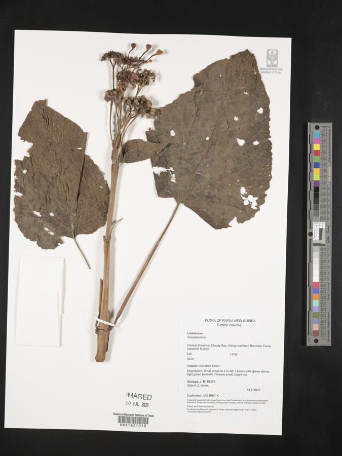 Clerodendron image