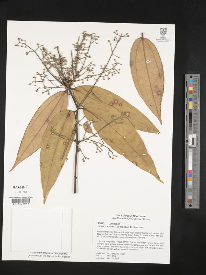 Cinnamomum podagricum image