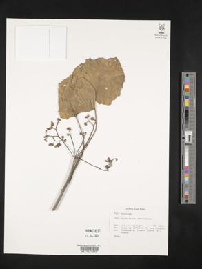 Gyrocarpus americanus image