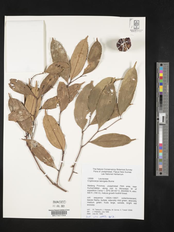 Cryptocarya laevigata image