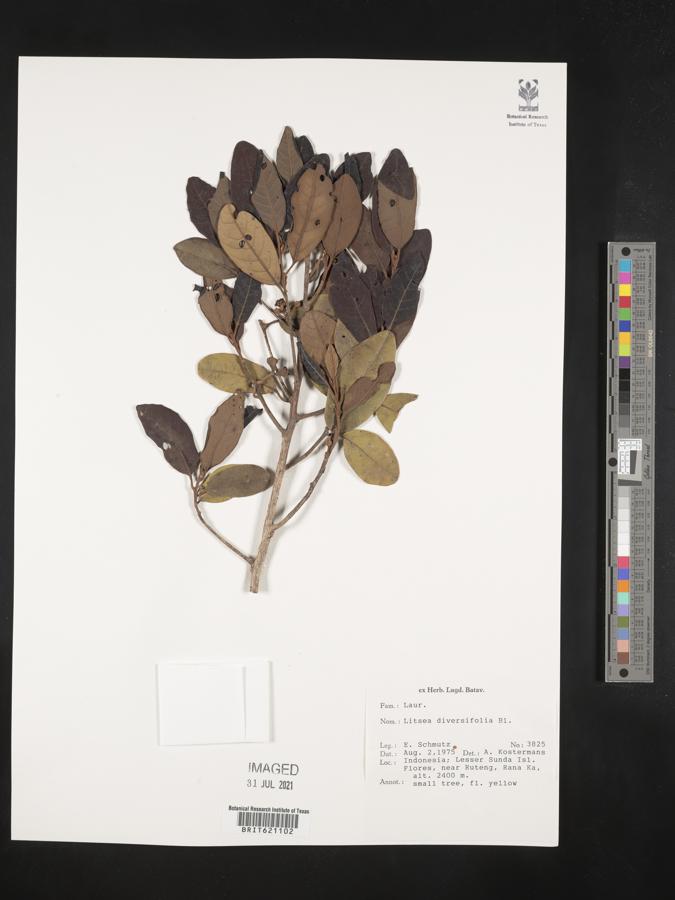 Litsea diversifolia image