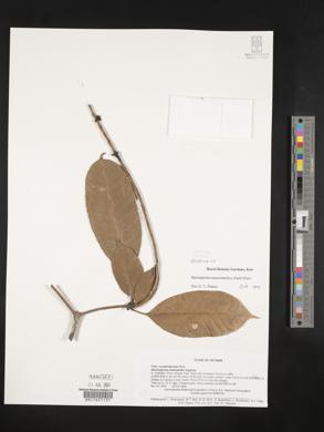 Image of Barringtonia macrostachya