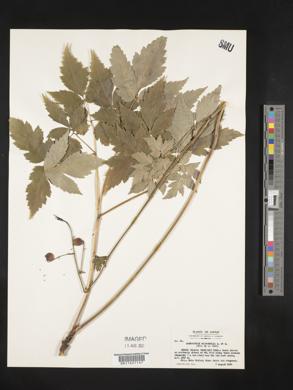 Anemonopsis macrophylla image