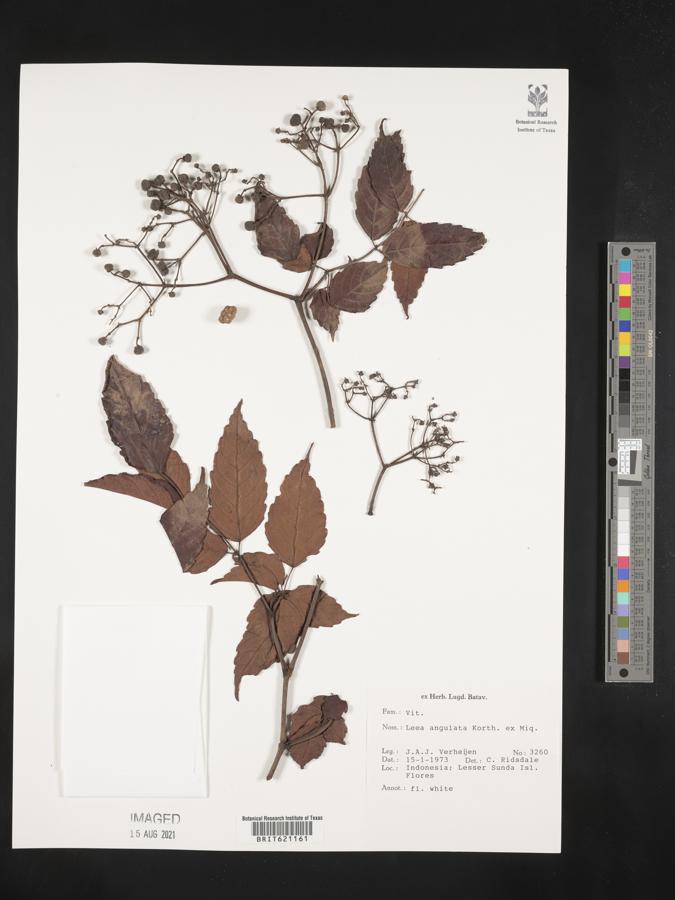Leea angulata image