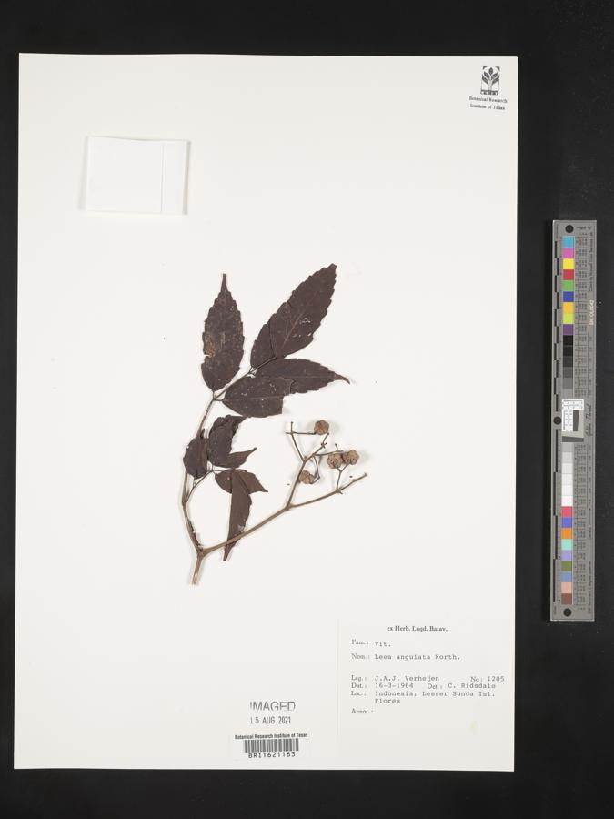 Leea angulata image