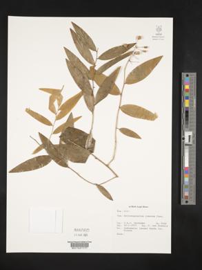 Geitonoplesium cymosum image
