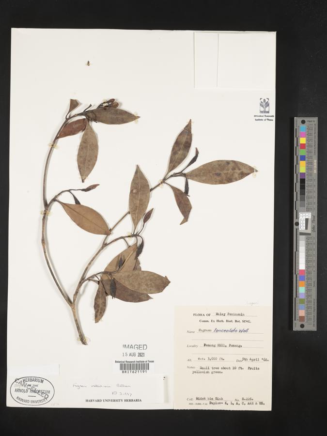 Cyrtophyllum lanceolatum image