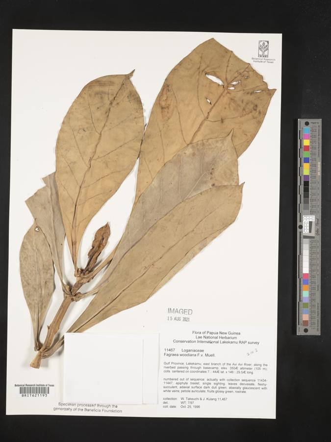 Fagraea woodiana image