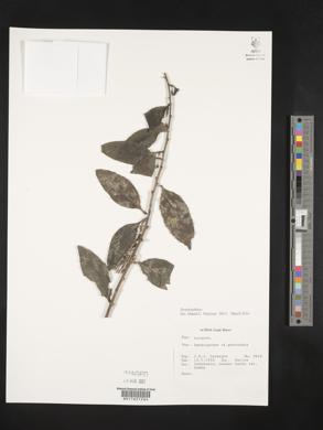 Dendrophthoe pentandra image