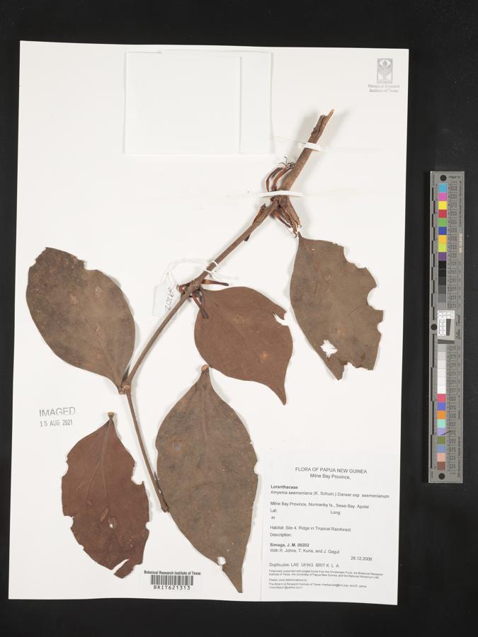 Amyema seemeniana subsp. seemeniana image