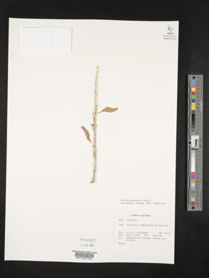 Image of Scurrula aphodastrica