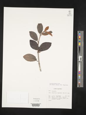 Image of Scurrula lepidota