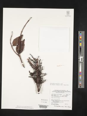 Helixanthera parasitica image