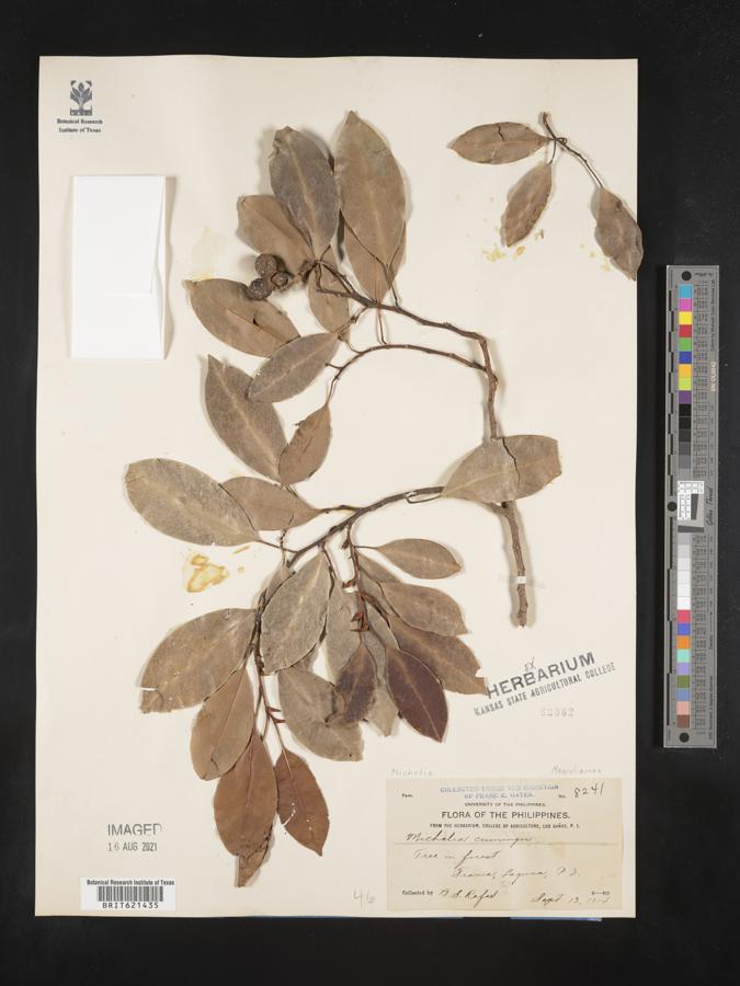 Magnolia compressa image