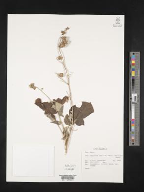 Abutilon auritum image