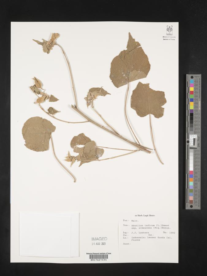 Abutilon indicum subsp. albescens image