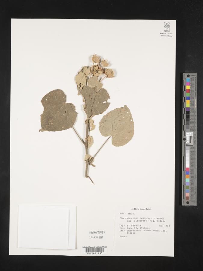 Abutilon indicum subsp. albescens image