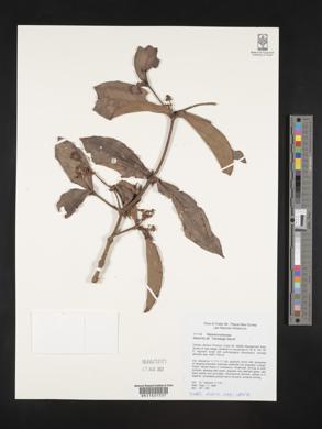 Medinilla versteegii image