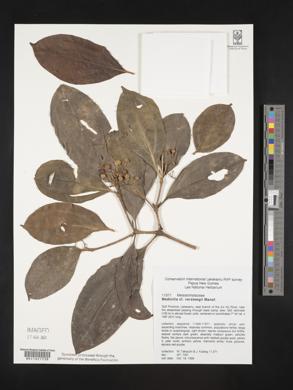 Medinilla versteegii image