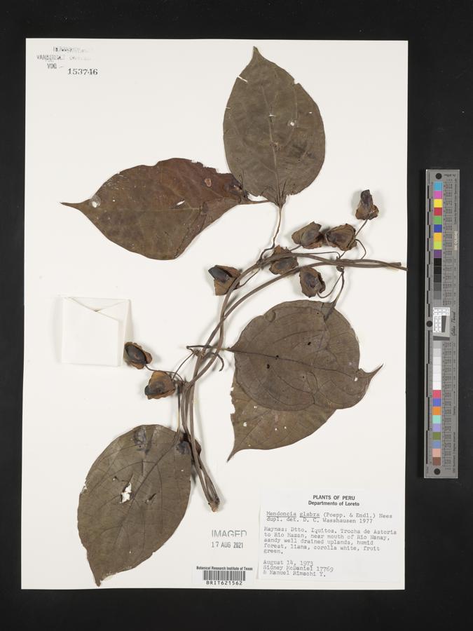 Mendoncia glabra image