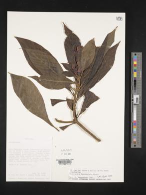 Image of Aphelandra fasciculata