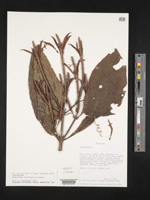 Aphelandra macrophylla image