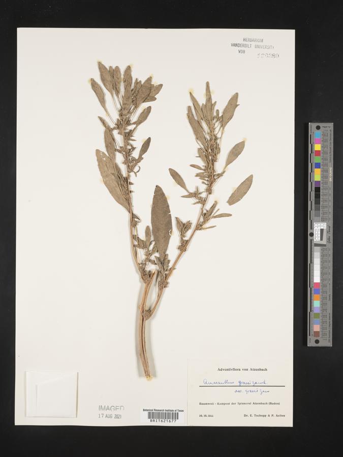 Amaranthus graecizans subsp. graecizans image