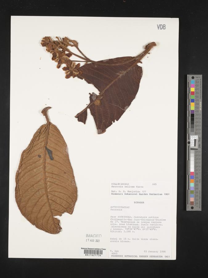 Saurauia bullosa image