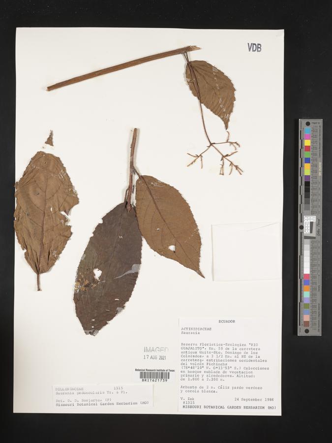 Saurauia peduncularis image