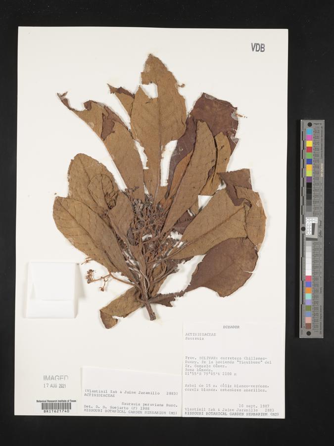 Saurauia peruviana image