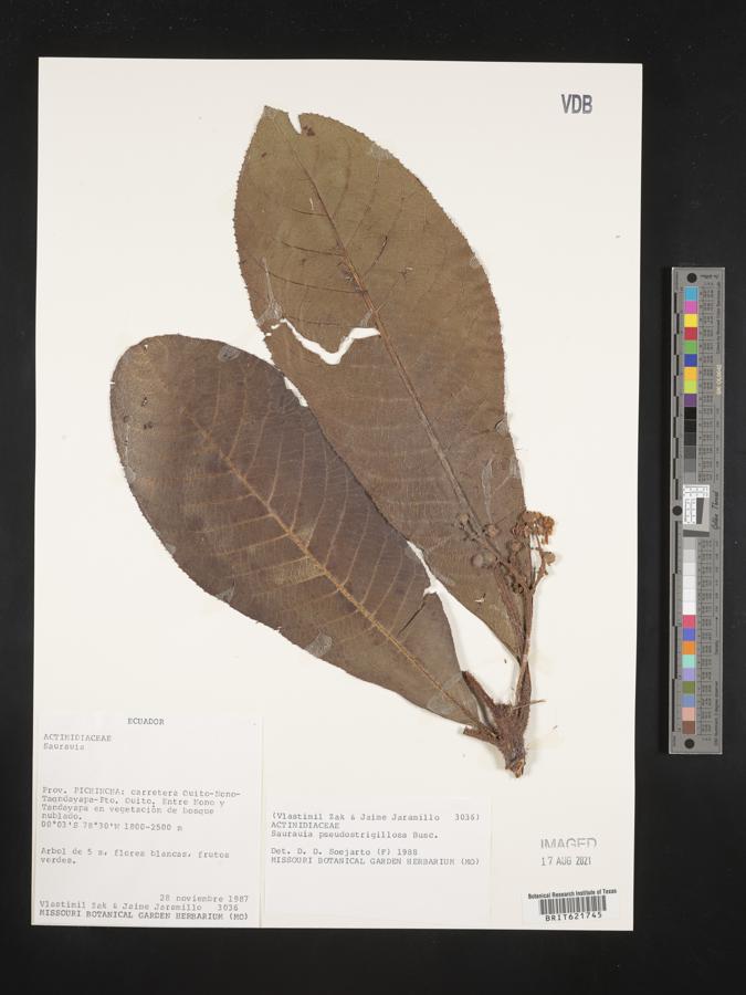 Saurauia pseudostrigillosa image