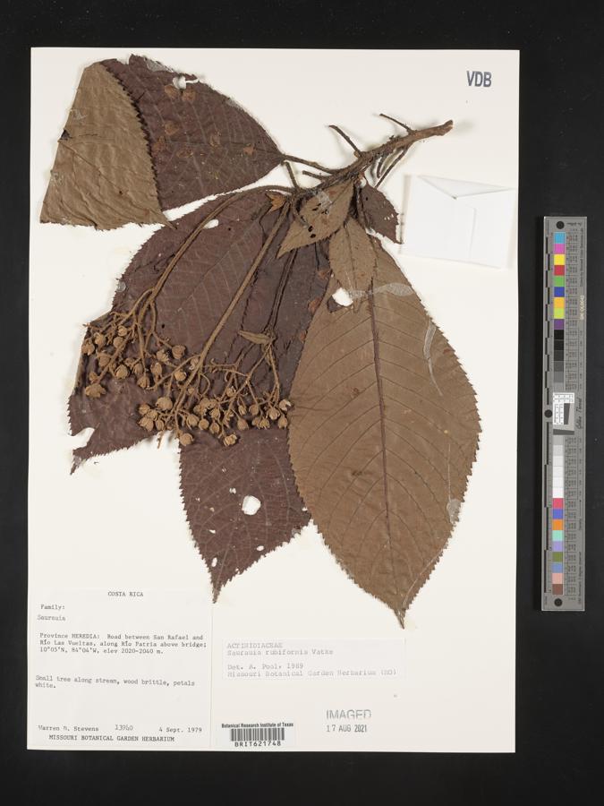 Saurauia rubiformis image