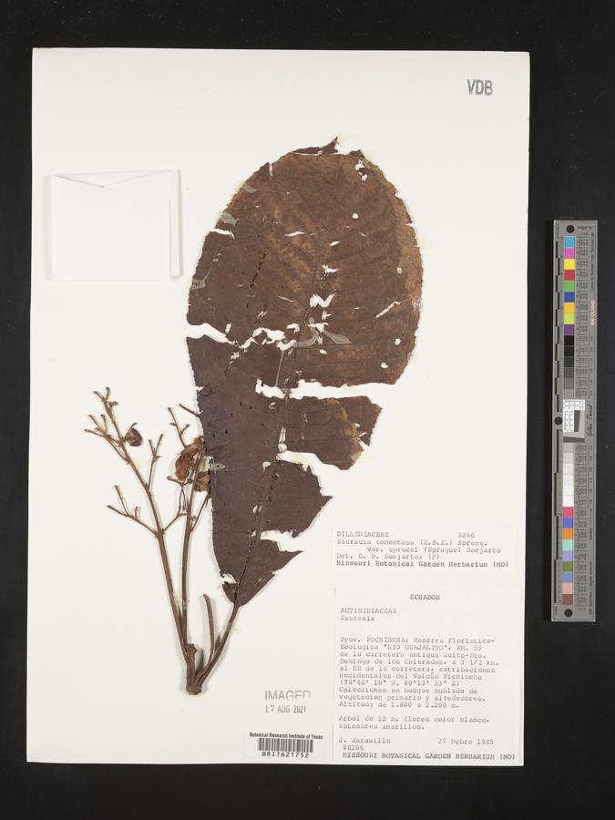 Saurauia tomentosa var. sprucei image